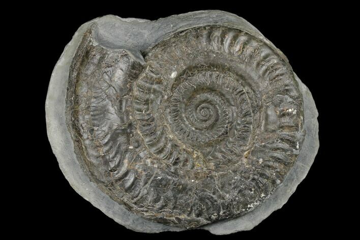 Jurassic Ammonite (Hildoceras) Fossil - England #180259